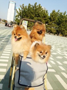 10262188_1481096115439566_7112324110820262260_n