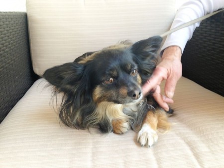 1545685_1483466798535831_6235856790001214070_n