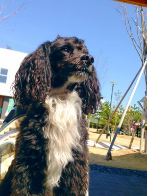 1796642_1467971620085349_478751787_n