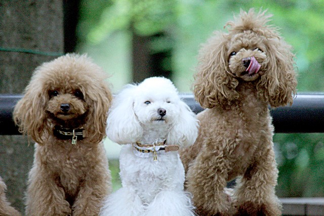 6218c088d8a01c983bc7cbe7d292799a_s