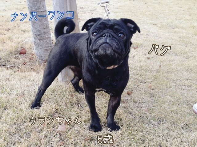 10309043_1572203222995521_1865794865056302719_n