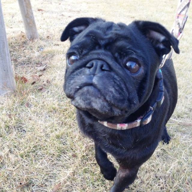 10653872_1572203242995519_234562939808963620_n