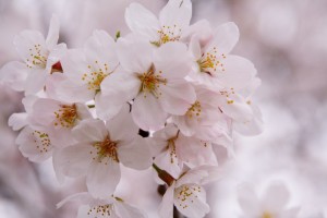 お江戸深川さくらまつり　豊洲マガジン