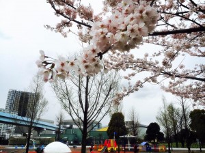 豊洲公園　桜 5 豊洲マガジン