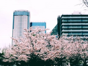 豊洲公園　桜 4 豊洲マガジン