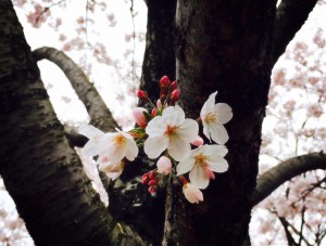 豊洲公園　桜 2 豊洲マガジン