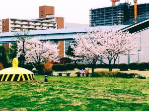 豊洲公園　桜 3 豊洲マガジン