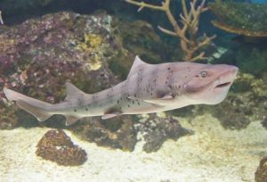 夏のふれあいサンゴ水族館 豊洲まちなみ公園8豊洲マガジン