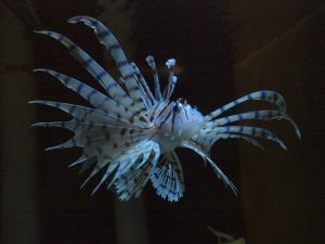 夏のふれあいサンゴ水族館 豊洲まちなみ公園5豊洲マガジン