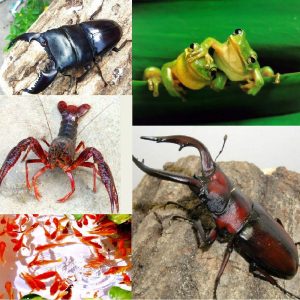 豊洲まちなみ公園　29豊洲マガジン