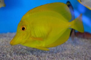 夏のふれあいサンゴ水族館 豊洲まちなみ公園9豊洲マガジン