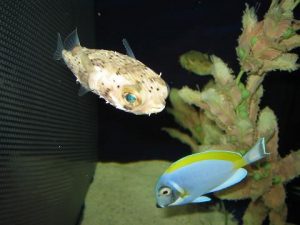 夏のふれあいサンゴ水族館 豊洲まちなみ公園4豊洲マガジン