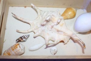 夏のふれあいサンゴ水族館 豊洲まちなみ公園 2 豊洲マガジン