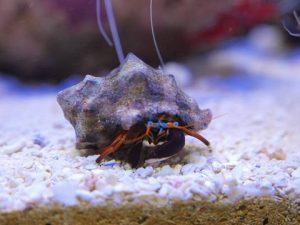 夏のふれあいサンゴ水族館 豊洲まちなみ公園４豊洲マガジン