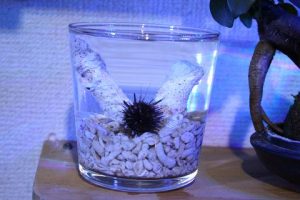 夏のふれあいサンゴ水族館 豊洲まちなみ公園6豊洲マガジン