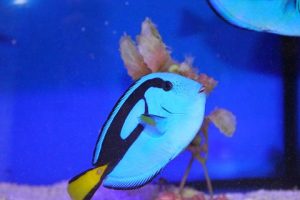 夏のふれあいサンゴ水族館 豊洲まちなみ公園3豊洲マガジン
