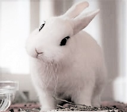 ふれあい動物園　4　豊洲マガジン