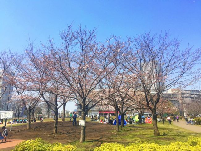 豊洲公園　桜 10 豊洲マガジン