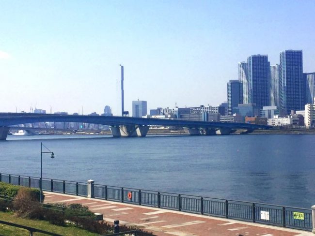 豊洲公園　桜 7 豊洲マガジン