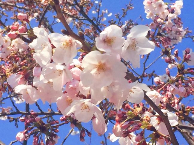 豊洲公園　桜 8 豊洲マガジン