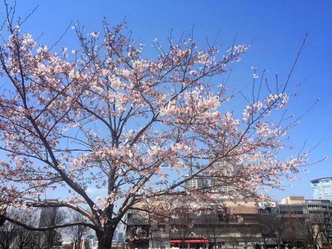 豊洲公園　桜 8 豊洲マガジン