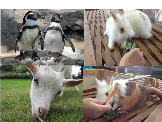 201706豊洲まちなみ公園 住宅フェア 27 豊洲マガジン