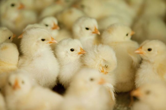 201706豊洲まちなみ公園 住宅フェア 15 豊洲マガジン