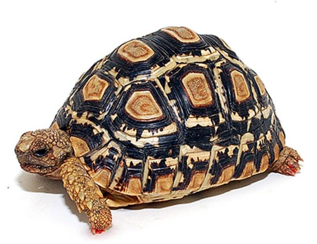 201801豊洲まちなみ公園 4 豊洲マガジン