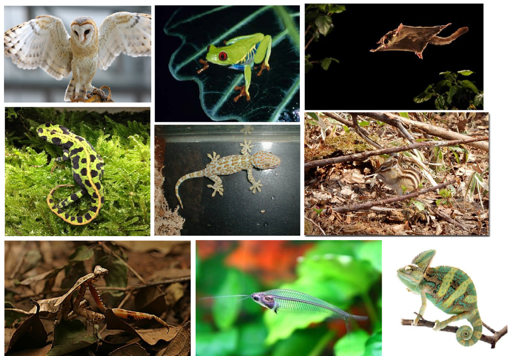 忍者アニマルズ