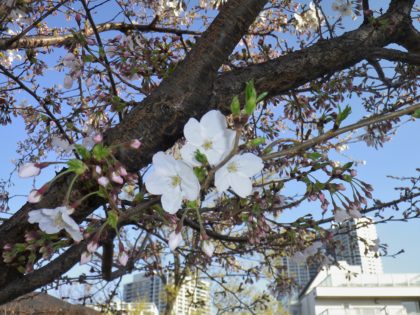 豊洲まちなみ公園　桜