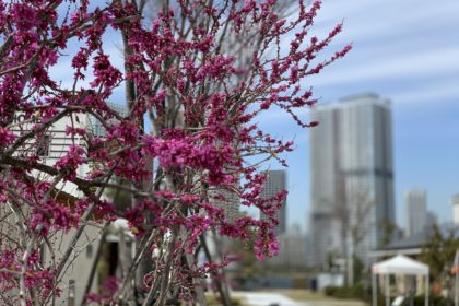豊洲まちなみ公園　木々の紹介