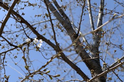 豊洲まちなみ公園　桜