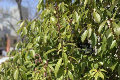 豊洲まちなみ公園　木々の紹介