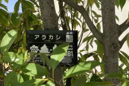 豊洲まちなみ公園　木々の紹介