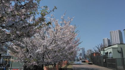 豊洲公園　桜