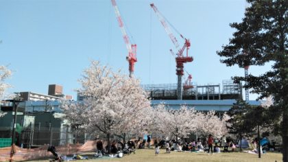 豊洲公園　桜
