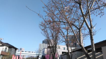 豊洲まちなみ公園　桜